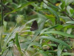 Mycalesis janardana