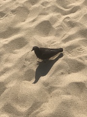 Columba livia