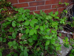 Rubus rubritinctus