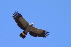 Polyboroides radiatus