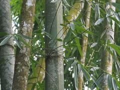 Gigantochloa
