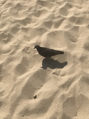Columba livia