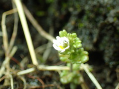 Euphrasia ostenfeldii