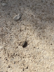 Porcellio ornatus
