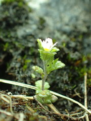 Euphrasia ostenfeldii