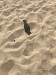 Columba livia