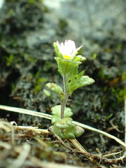 Euphrasia ostenfeldii