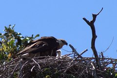 Haliaeetus vociferoides