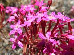 Pistorinia hispanica