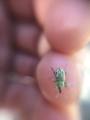 Coniatus tamarisci