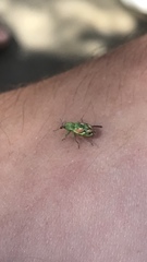 Coniatus tamarisci