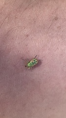 Coniatus tamarisci