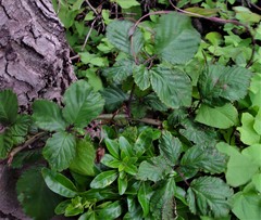 Rubus elegantispinosus