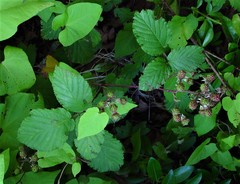 Rubus elegantispinosus