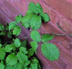 Rubus elegantispinosus