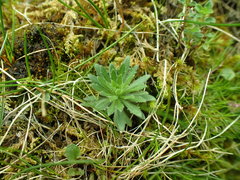 Draba incana