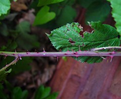 Rubus elegantispinosus