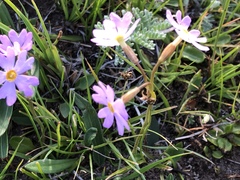 Primula nutans