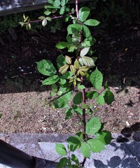 Rubus rubritinctus