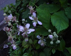 Rubus rubritinctus