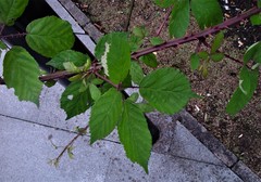 Rubus rubritinctus