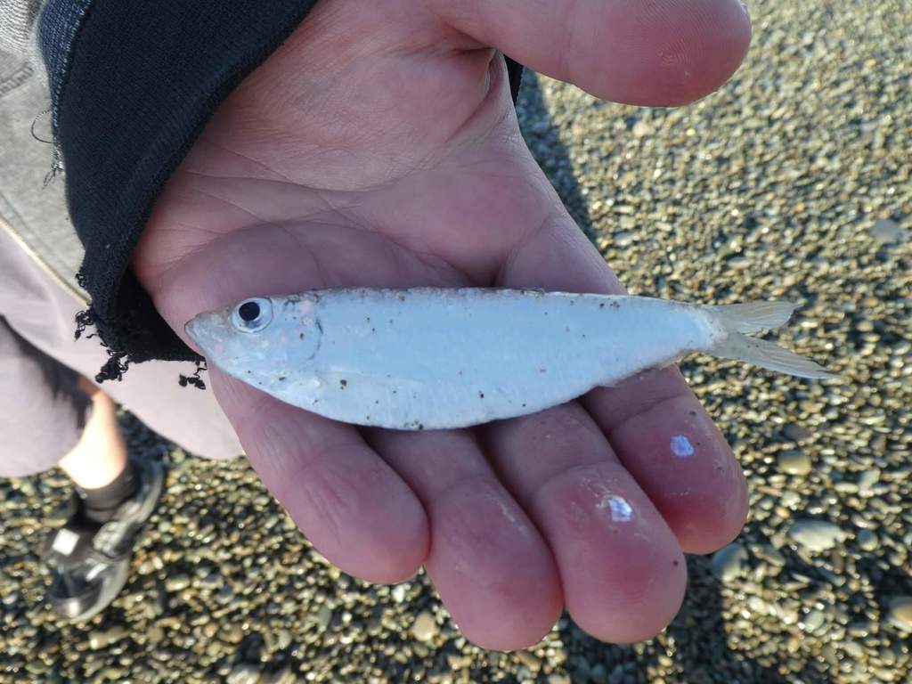 New Zealand sprat (Sprattus muelleri) — Clupeidae