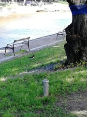 Haematopus ostralegus