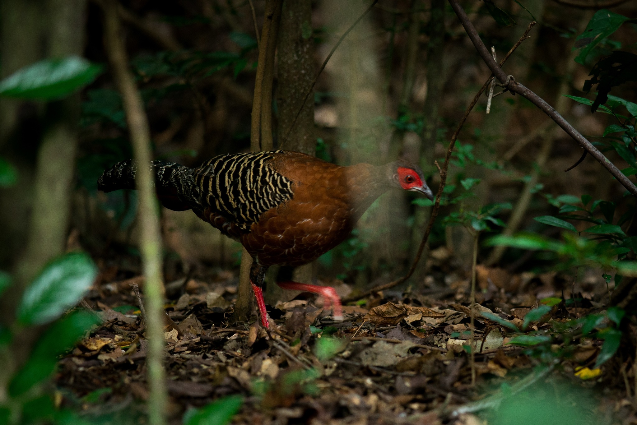 Siamese Fireback
