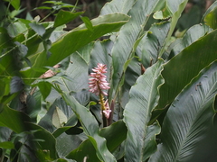 Alpinia malaccensis