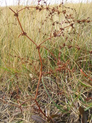 Rumex flexuosus