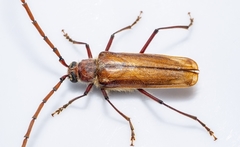 Ochrocydus huttoni