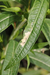 Mompha raschkiella