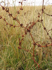 Rumex flexuosus