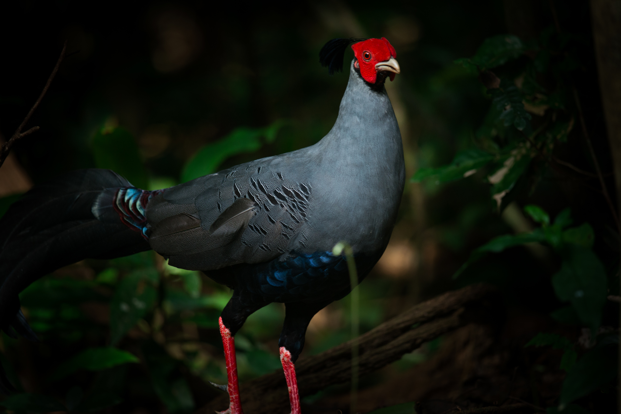 Siamese Fireback
