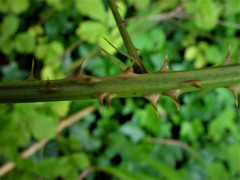 Rubus errabundus