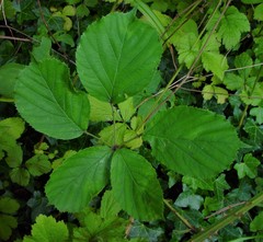 Rubus errabundus