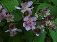 Rubus errabundus
