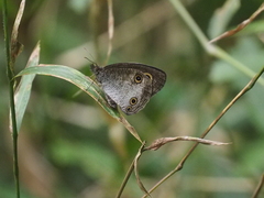 Ypthima pandocus