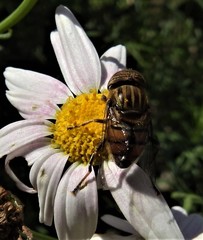 Eristalinus barclayi