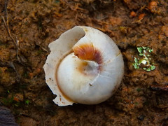 Cupedora bednalli