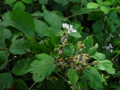 Rubus dentatifolius