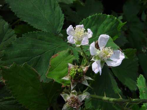Dentate-leaved Bramble (Rubus dentatifolius)