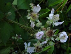 Rubus dentatifolius