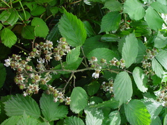 Rubus dentatifolius