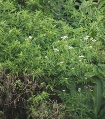 Austroeupatorium inulifolium