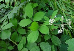 Rubus dentatifolius