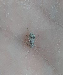 Mesopsocus