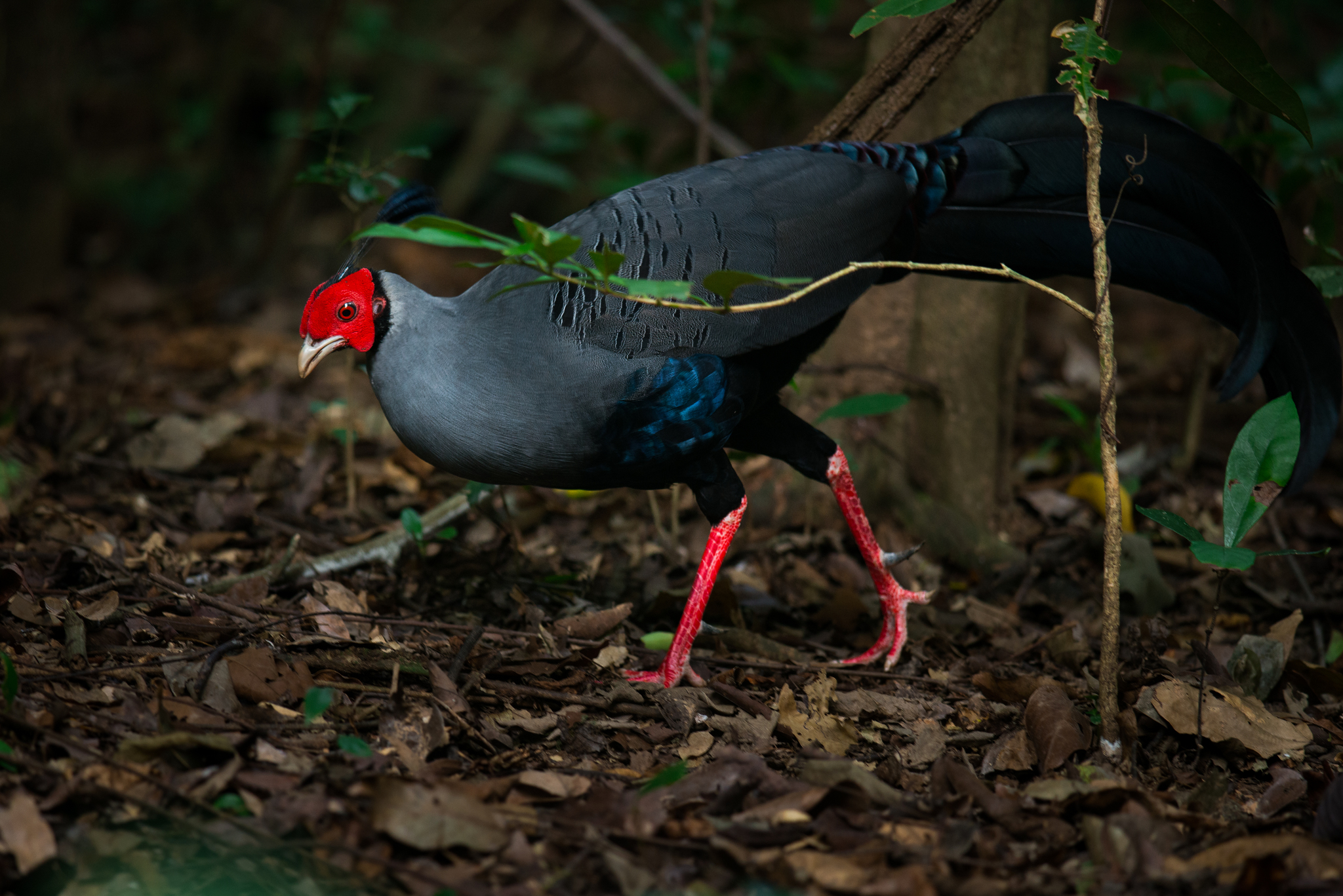 Siamese Fireback