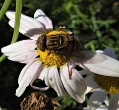 Eristalinus barclayi