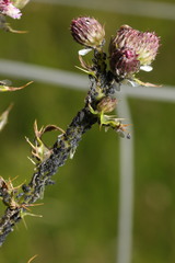 Aphis fabae cirsiiacanthoidis